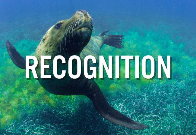 recognition category